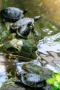 Water turtles with a yellow spot Royalty Free Stock Photo