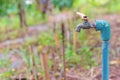 water valve or old faucet in the garden Royalty Free Stock Photo