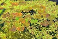 Water vegetation Royalty Free Stock Photo