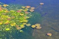 Water vegetation Royalty Free Stock Photo