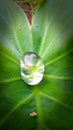 Water view in a Kachu leaf Royalty Free Stock Photo