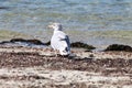 Seagulls on Cape Cod beach Royalty Free Stock Photo