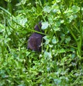 Water Vole