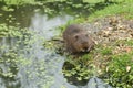 Water Vole