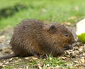 Water Vole