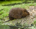 Water Vole Royalty Free Stock Photo