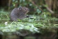 Water vole, Arvicola terrestris