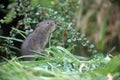 Water vole, Arvicola terrestris