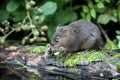 Water vole, Arvicola terrestris