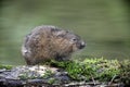 Water vole, Arvicola terrestris