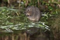 Water vole, Arvicola terrestris