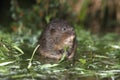 Water vole, Arvicola terrestris