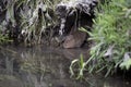 Water vole, Arvicola terrestris