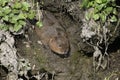 Water vole, Arvicola terrestris