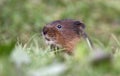 Water vole, Arvicola terrestris