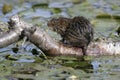 Water vole, Arvicola terrestris