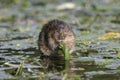 Water vole, Arvicola terrestris