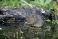 Water vole, Arvicola terrestris