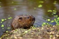 A water vole on a bank