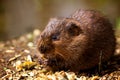 A water vole on a bank