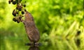 Water vole blackberry picking Royalty Free Stock Photo