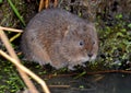 Water Vole by the river