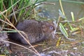 Water vole beside river bank