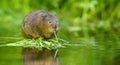 Water vole Royalty Free Stock Photo