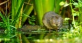 Water vole Royalty Free Stock Photo