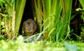 Water vole