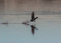 Water Wanderers: Eurasian Coot Birds Gliding Over Water