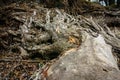 Water-washed roots of old fallen trees