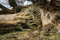 Water-washed roots of old fallen trees