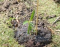 Water from watering can to sapling tree Royalty Free Stock Photo