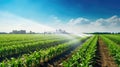 water watering corn field Royalty Free Stock Photo