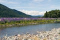 Water way over full bloom lupine with mountain background, New Zealand Royalty Free Stock Photo
