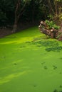 Water weed in swamp Royalty Free Stock Photo