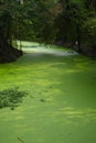 Water weed in swamp Royalty Free Stock Photo