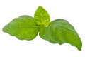 Water wetted basil leaves (with clipping path) Royalty Free Stock Photo