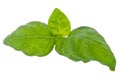 Water wetted basil leaves (with clipping path)