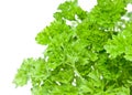 Water wetted Parsley