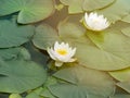 Water white flower in the sunlight. Nympheas in a summer pond. Flowering two white water Lily in the lake Royalty Free Stock Photo