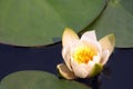 Water white lilies in the sun, close-up. A beautiful flower in a summer pond. White water lily in the lake Royalty Free Stock Photo