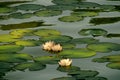 Water white lilies in the sunlight. White water lily in the pond. A beautiful flower in a summer lake Royalty Free Stock Photo