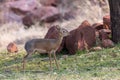 Dik-dik, the smallest antelope in the world near Waterberg, Namibia