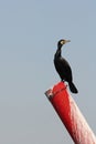 Waterbird in Skadar lake national park