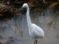 Waterbird walking on a stream hunting for fish Royalty Free Stock Photo