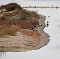 Waterbirds ar Minsmere reserve