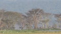 Waterbirds, Lake Nakuru