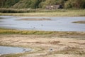 Waterbirds on a Minsmere nature reserve Royalty Free Stock Photo